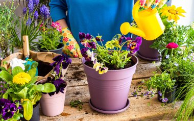 Bir ev balkonunun bahar süslemesi ya da çiçekli teras, çiçek nakli yapan bir kadın bir çömleğe, ev bahçesine ve hobilerine, biyofilik tasarıma sahip.
