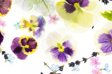 Summer background of frozen flowers in ice, colorful pansies and geraniums, lavender and Verbena