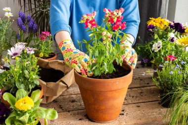 Bir ev balkonunun bahar dekorasyonu ya da çiçekli teras, Antirrhinum 'un kilden bir kaba nakledilmesi, ev işleri ve hobiler, biyofilik tasarım.