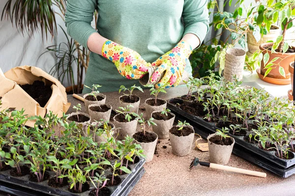 Young green seedlings of tomato in a special plastic form, woman gardener transplanting seedlings, pricking out in eco friendly pots, home hobby