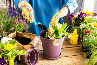 Ev balkonunun bahar dekorasyonu ya da çiçekli teras, Primula çiçeğini kilden bir kaba nakleden kadın, ev işleri ve hobiler, biyofilik tasarım.