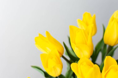 Güzel bahar laleleri, doğum günü ya da tatil için şenlikli bir buket.