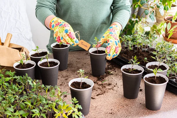 Young green seedlings of tomato in a special plastic form, woman gardener transplanting seedlings, pricking out in disposable paper cups, home hobby