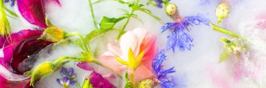 Summer banner of frozen flowers in ice, cornflowers and geraniums, osteosperum and lavender and carnation