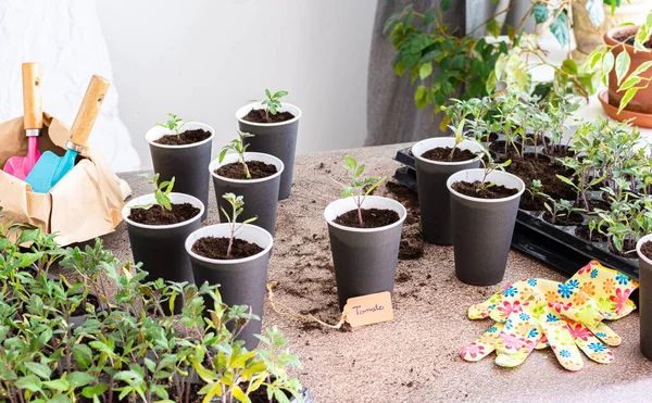 Young green seedlings of tomato in a special plastic form, bag with ground and trowel and garden shovel, transplanting seedlings, pricking out in disposable paper cups