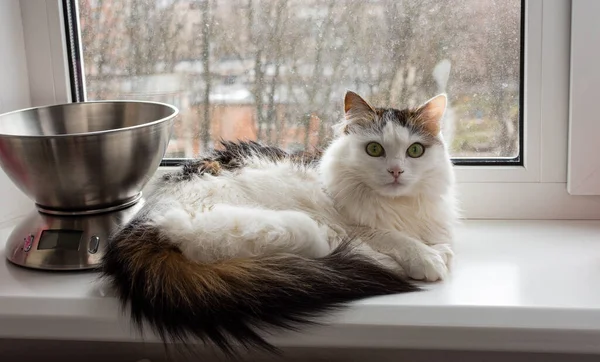 白猫沐浴在阳光下 躺在窗台上 舒适舒适的家庭环境 — 图库照片