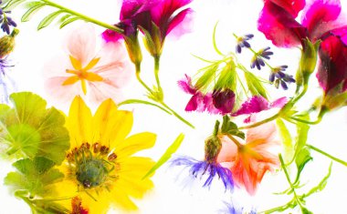 Buz, çiçek ve sardunya, osteosperum ve lavanta ve karanfilin yaz arkaplanı