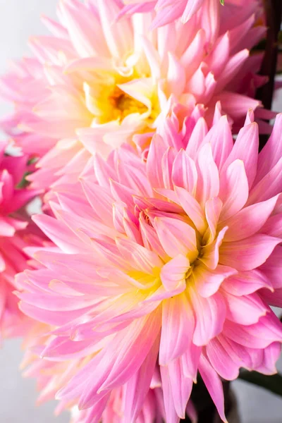 Pink dahlias, beautiful summer flowers in a vase close-up