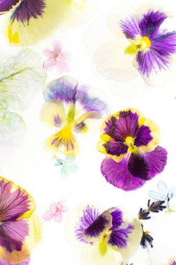 Summer background of frozen flowers in ice, colorful pansies and geraniums, lavender and Verbena