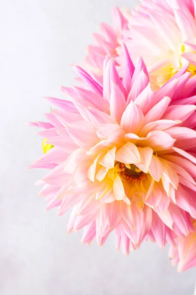 Pink Dahlias Beautiful Summer Flowers Vase Close — Foto de Stock