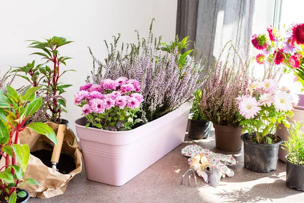 Tencerelere sonbahar çiçekleri dikmek, sonbaharda balkon ya da teras süslemek, kenevir ve kasımpatı, biberiye ve biber, sabırsızlar.