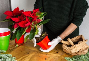 Poinsettia Noel çiçeklerini kırmızı ve yeşil saksılara nakletmek, çiçek nakli, Noel 'de ev dekorasyonu, Mutlu Noeller.