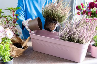 A woman is transplanting common heather or erica into a pot, planting autumn flowers in pots, decorating a balcony or terrace in autumn clipart