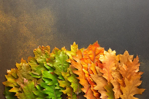 Осенний Фон Листьями Quercus Rubra Градиент Зеленого Листа Красного Сухого — стоковое фото
