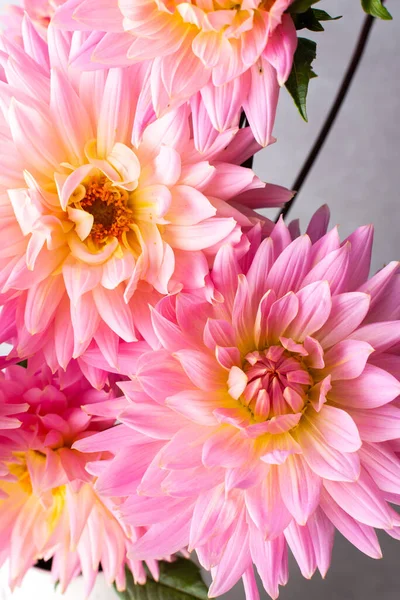 stock image Pink dahlias, beautiful summer flowers in a vase