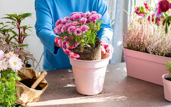 Bir kadın kasımpatıları bir kaba naklediyor, saksılara sonbahar çiçekleri ekiyor, sonbaharda balkon ya da teras dekore ediyor, Heather ve Impatiens.