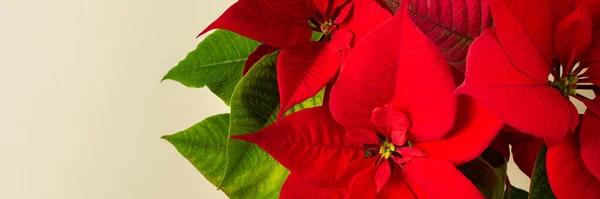 Hermosa Flor Navidad Poinsettia Primer Plano Sobre Fondo Natural Feliz —  Fotos de Stock