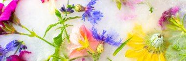 Summer banner of frozen flowers in ice, cornflowers and geraniums, osteosperum and lavender and carnation