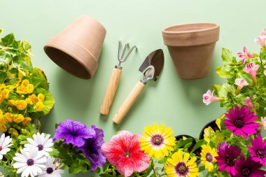 Yeşil arka planda, çiçekli bir balkon ya da teras dekorasyonu, Osteospermum ve Calceolaria, Mimulus ve Petunia, ev bahçesi ve hobileri, biyofilik tasarım