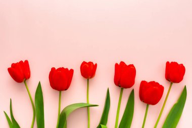 Pembe arka planda taze kırmızı laleler, bahar ve tatil konsepti, üst görünüm, kopyalama alanı