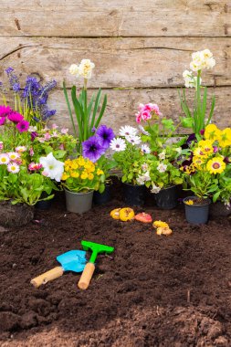 Bir çaydanlıktan toprağa bahar çiçekleri nakletmek, Geranium ve Viola, Mimulus ve Petunia, Narcissus, Osteospermum, ev işleri ve hobiler, çiçeklerle bahar bahçesi dekorasyonu