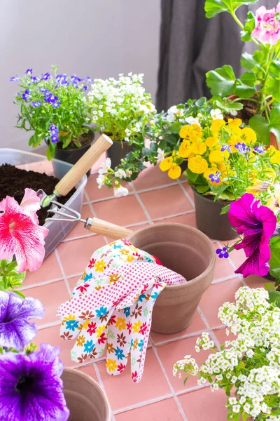 Spring Decoration Home Balcony Terrace Flowers Lobelia Alyssum Bacopa Petunia — Stock Photo, Image
