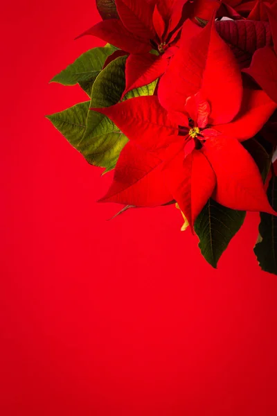 Piękne Boże Narodzenie Poinsettia Kwiat Zbliżenie Czerwonym Tle Wesołych Świąt — Zdjęcie stockowe