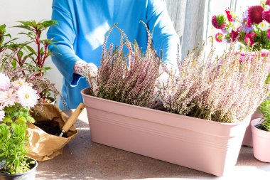 A woman is transplanting common heather or erica into a pot, planting autumn flowers in pots, decorating a balcony or terrace in autumn clipart