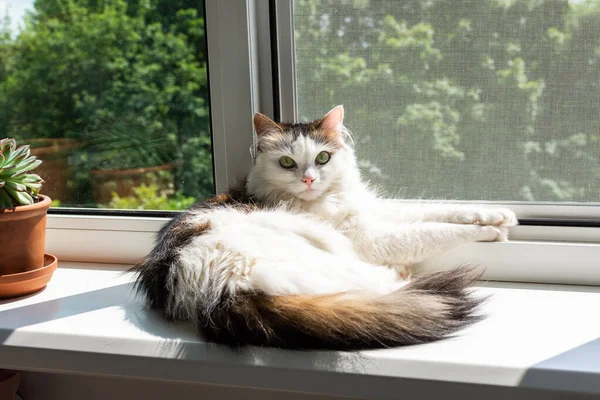 Біла Мила Кішка Лежить Сонці Лежить Підвіконні Затишна Домашня Обстановка — стокове фото