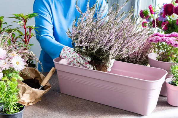 A woman is transplanting common heather or erica into a pot, planting autumn flowers in pots, decorating a balcony or terrace in autumn