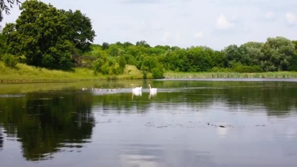 Влітку Пара Дорослих Лебедів Пташенятами Плавають Озері — стокове відео