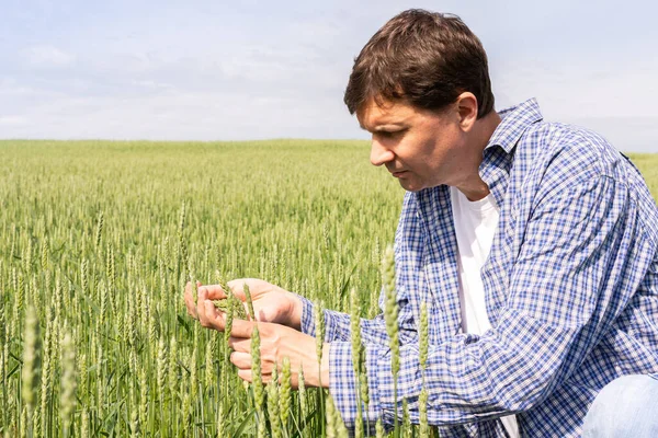 Stock image A male farmer checks the quality of the sown wheat on a sunny summer day, summer field work, a field with wheat