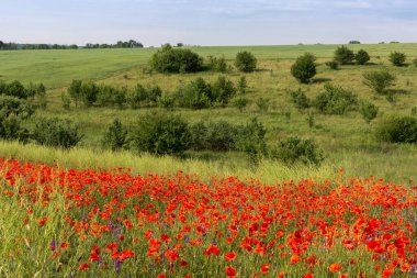 Yaz zamanı, tarlada gelincikler açar, parlak güneş gelinciklerle çayırları aydınlatır.