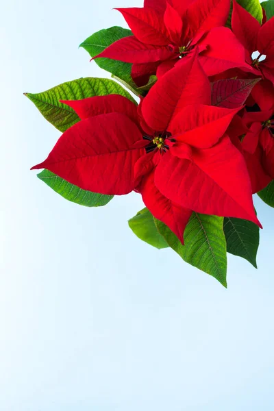 Bonito Natal Poinsettia Flor Closeup Fundo Azul Feliz Natal Feliz — Fotografia de Stock