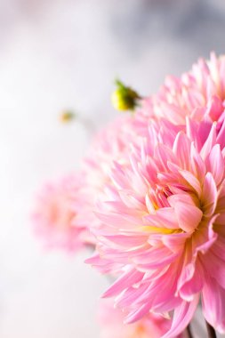 Pink dahlias, beautiful summer flowers in a vase close-up