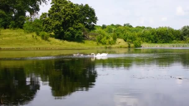 Sommer Schwimmen Zwei Erwachsene Schwäne Mit Küken Auf Dem See — Stockvideo