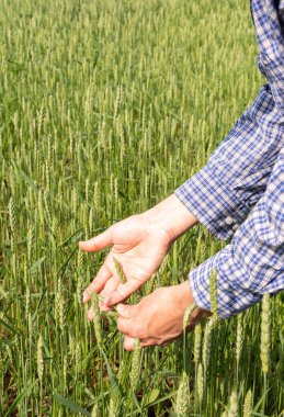 Erkek bir çiftçi, güneşli bir yaz gününde ekilen buğdayın kalitesini, yaz tarlalarını, buğdaylı tarlayı kontrol eder.