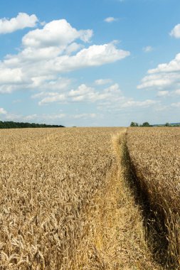 Olgunlaşmış altın buğdaylı bir tarlada güneşli bir yaz günü, tarladaki kulaklar arasında bir patika.
