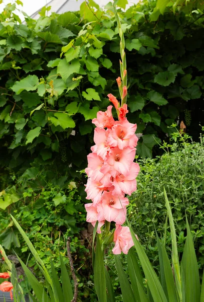 Yaz Bahçesinde Yakın Plan Pembe Gladiolus — Stok fotoğraf