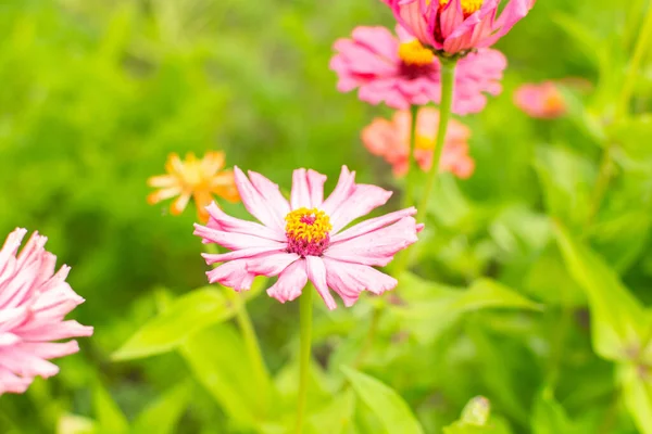 Fleurs Zinnia Colorées Dans Jardin Jardin Été Avec Des Fleurs — Photo