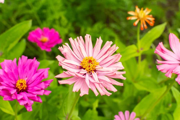 Fleurs Zinnia Colorées Dans Jardin Jardin Été Avec Des Fleurs — Photo