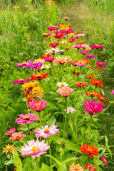 Bunte Zinnia Blumen Garten Sommergarten Mit Blumen — Stockfoto