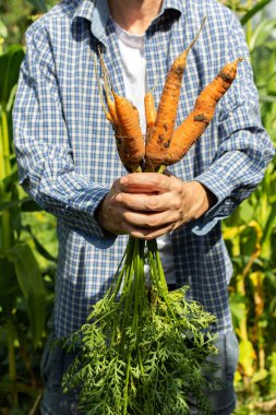 Önünde organik havuç tutan erkek çiftçi, sebze bahçesinden taze yaz hasadı.