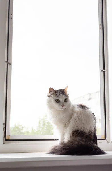 Белый Симпатичной Кошкой Сидит Подоконнике Кухне Уютная Домашняя Обстановка — стоковое фото