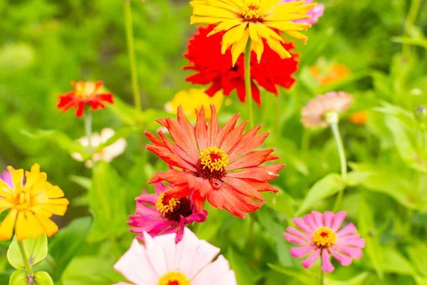 Colorful Zinnia Flowers Garden Summer Garden Flowers — Stock Photo, Image