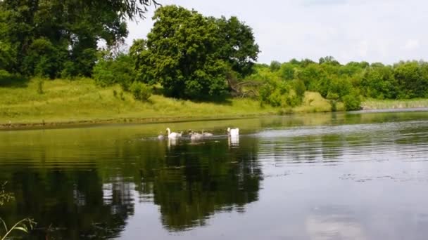 一对带着小鸡的成年天鹅在湖中游泳 — 图库视频影像