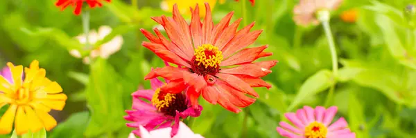 Flores Zinnia Coloridas Jardim Jardim Verão Com Flores — Fotografia de Stock
