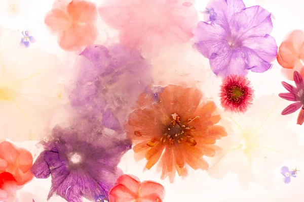 Summer background of frozen flowers in ice, geraniums and petunias, mint and zinnias