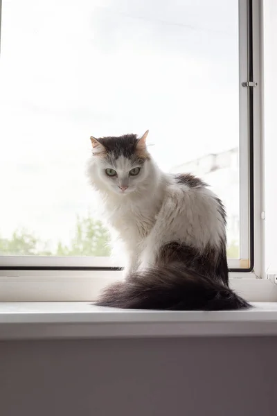 Weiß Mit Grauer Niedlicher Katze Sitzt Auf Der Fensterbank Der — Stockfoto