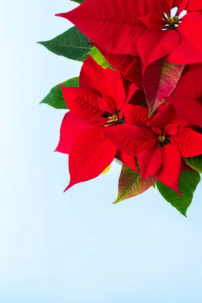 Цветок Рождественская Пуансеттия Голубом Фоне Концепция Счастливого Рождества Нового Года — стоковое фото